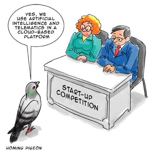 Homing-Pigeon-iantoons